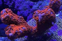 Superman Montipora digitata Thumbnail