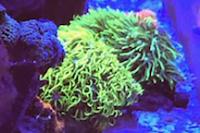 Green Star Polyps Thumbnail