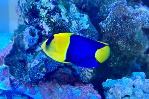 Bi Coloured Angelfish Thumbnail