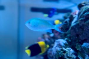 Green Chromis Thumbnail