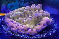 CC Flaming Lava Montipora