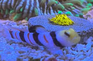 Dracula goby Thumbnail