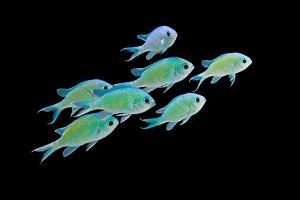 Green Chromis Thumbnail