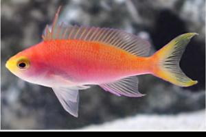 Randall’s Anthias Thumbnail