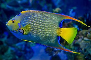 Queen Angelfish Thumbnail