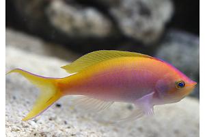 Bartlett’s Anthias Thumbnail