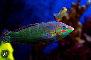 Melunuras Wrasse Thumbnail