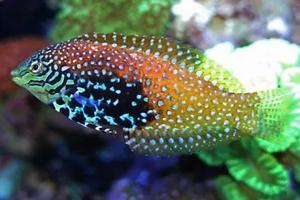 Vermiculate Blue Star Wrasse Thumbnail