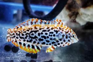 Leopard Wrasse Thumbnail