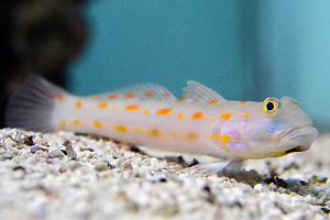 Orange Spotted Goby Thumbnail