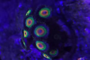 Rasta Zoanthid Thumbnail