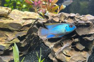 Electric blue acara Thumbnail