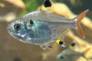 X-ray Tetra