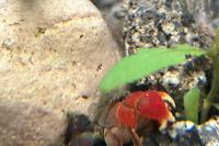 Red clawed crabs Thumbnail