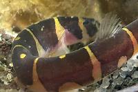 Kuhli loach Thumbnail