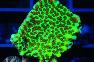 Montipora Confusa Thumbnail