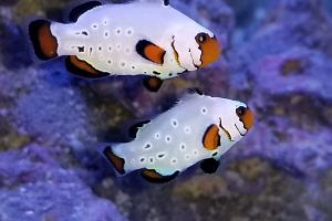 Frostbite Clownfish Thumbnail