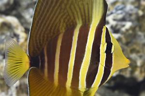 Sailfin Tang (Indonesia) Thumbnail