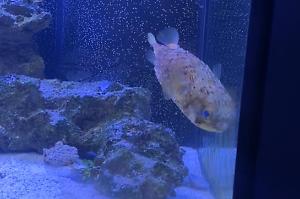 Porcupine Puffer Thumbnail