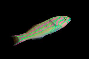 Pinkface Wrasse Thumbnail