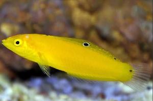 Yellow Coris Wrasse Thumbnail