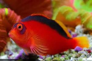 Flame hawkfish Thumbnail