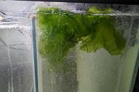 Sea Lettuce Thumbnail