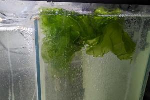 Sea Lettuce Thumbnail