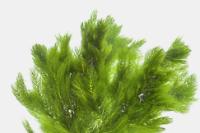 Hornwort Thumbnail