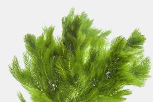 Hornwort