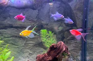 GloFish Tetra Thumbnail