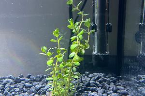 Rotala rotundifolia Thumbnail