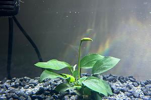 Anubias barteri var. nana Thumbnail