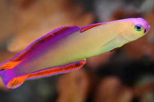 purple firefish Thumbnail