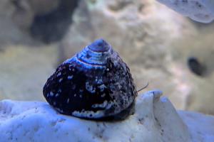 trochus snail  Thumbnail