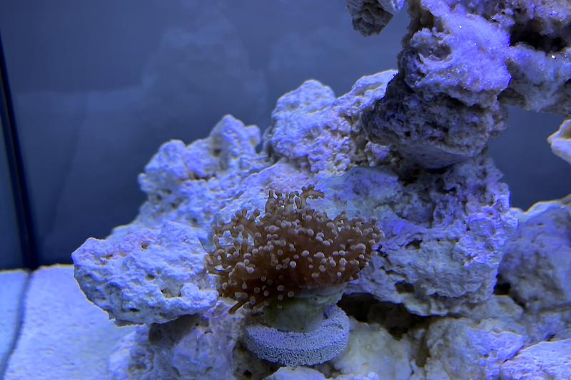 My Aquarium Thumbnail