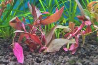 Alternanthera Reineckii Thumbnail