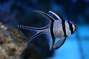 Banggai Cardinal Thumbnail