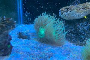 Elegance coral Thumbnail