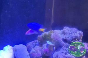 blue yellow tail damsel Thumbnail