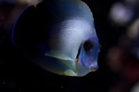 Mimic Half Black Tang Thumbnail