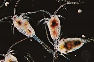 Copepod Thumbnail