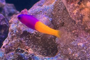 Royal Dottyback Thumbnail