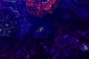 Rasta Zoa Thumbnail