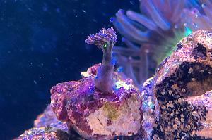 Fireworks Clove Polyps Thumbnail