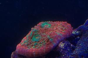 Mushroom Coral Thumbnail