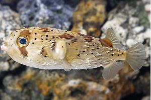 Porcupine Puffer Thumbnail