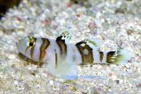 Black Barred Convict Goby Thumbnail