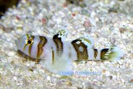 Circus Goby (Black Barred Convict Goby) Thumbnail