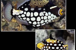 Clown Triggerfish Thumbnail